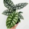 Alocasia Baginda 'Dragon's Scale' - Dragon's Scale Alocasia 4.5 Inch -Ed's plant shop alocasia baginda dragons scale dragons scale alocasia 45 inch 434576