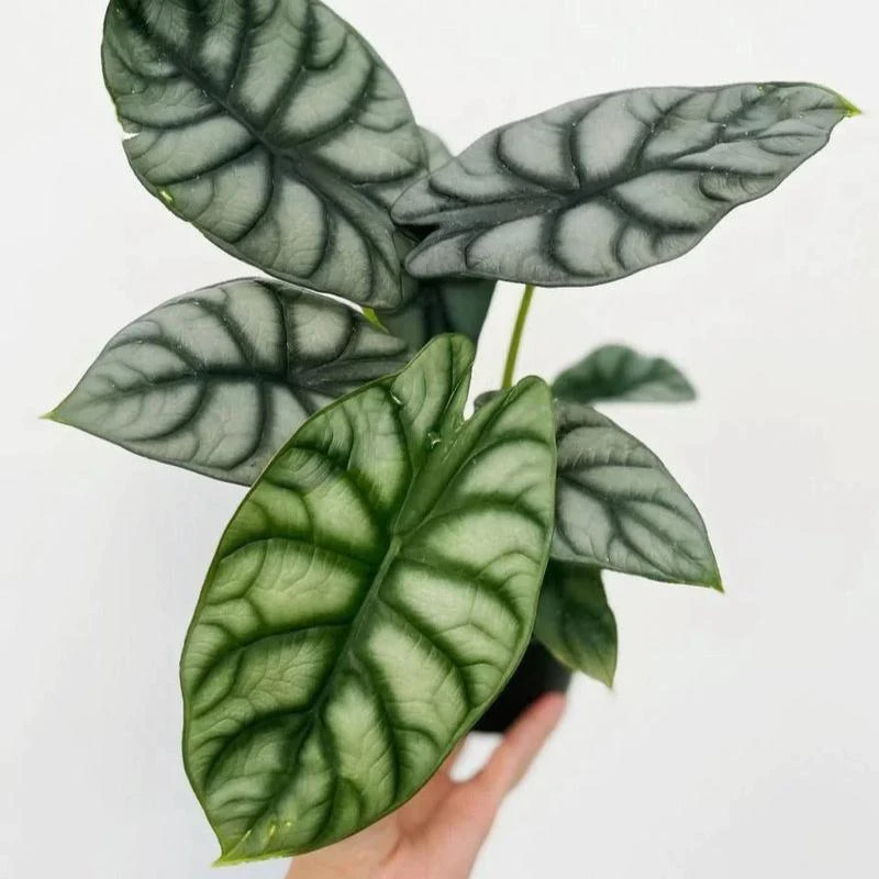 Alocasia Baginda 'Dragon's Scale' - Dragon's Scale Alocasia 4.5 Inch 3 Alocasia Baginda 'Dragon's Scale' - Dragon's Scale Alocasia 4.5 Inch