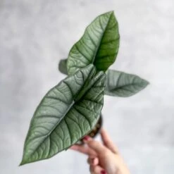 Front Page -Ed's plant shop alocasia bisma platinum platinum alocasia 45 inch 169252