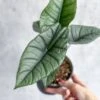 Alocasia Bisma 'Platinum' - Platinum Alocasia - 4.5 Inch 1 Alocasia Bisma 'Platinum' - Platinum Alocasia - 4.5 Inch -Ed's plant shop alocasia bisma platinum platinum alocasia 45 inch 933174