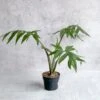 Alocasia Brancifolia - Narrow Leaf Elephant Ear 2 Alocasia Brancifolia - Narrow Leaf Elephant Ear -Ed's plant shop alocasia brancifolia narrow leaf elephant ear 45 inch 492116