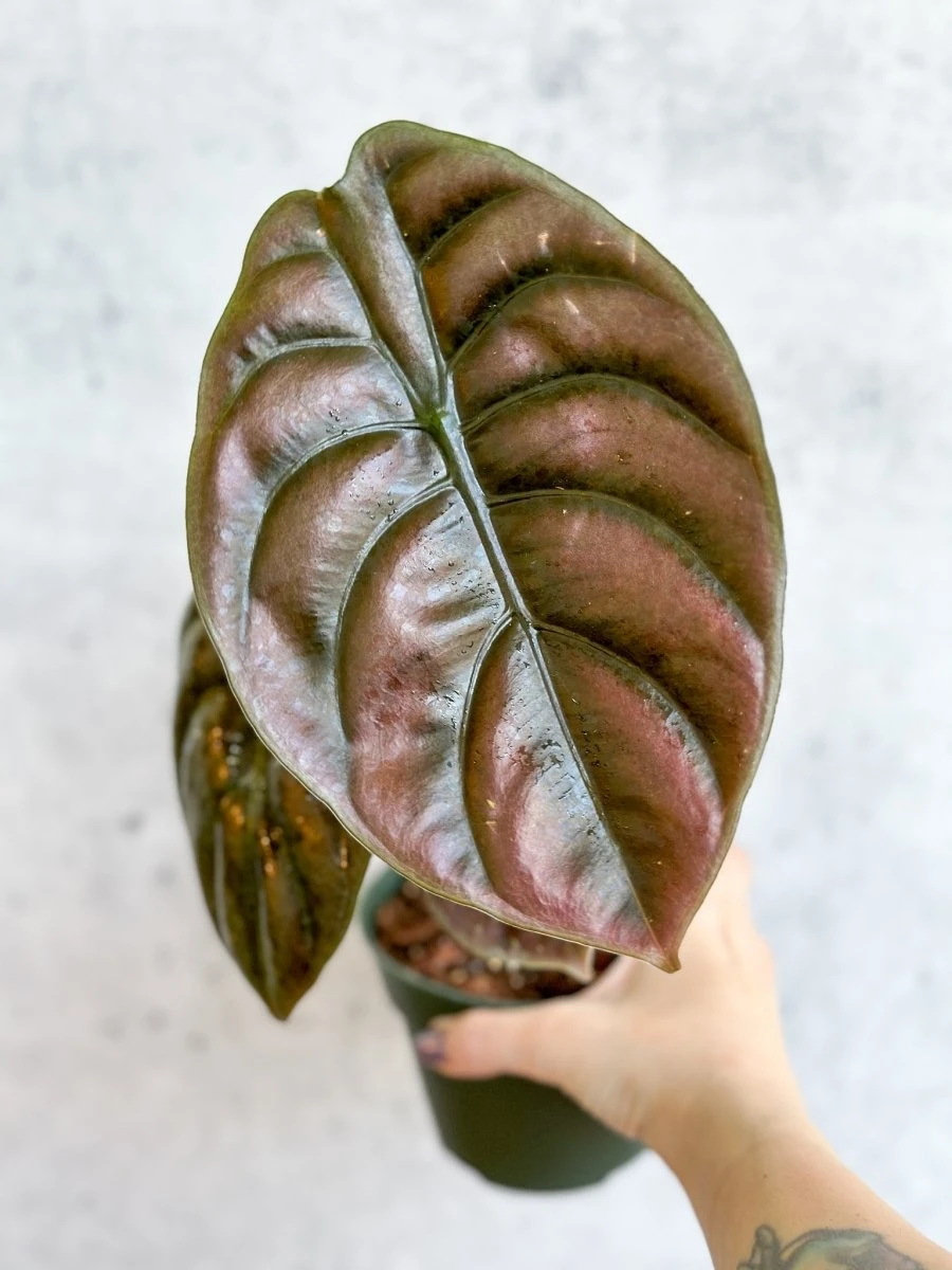 Alocasia Cuprea Red Secret 4 Alocasia Cuprea Red Secret - Image 2