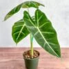 Alocasia 'Frydek' - Frydek Elephant Ear - 4 Inch -Ed's plant shop alocasia frydek frydek elephant ear 4 inch 239325