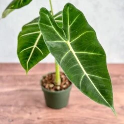 Alocasia 'Frydek' - Frydek Elephant Ear - 4 Inch 6 Alocasia 'Frydek' - Frydek Elephant Ear - 4 Inch -Ed's plant shop alocasia frydek frydek elephant ear 4 inch 648534