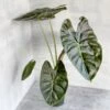 Alocasia 'Golden Bone' - Golden Bone Elephant Ear -Ed's plant shop alocasia golden bone golden bone elephant ear various sizes 851582