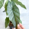 Alocasia Heterophylla 'Corazon' - Corazon Alocasia - 4.5 Inch