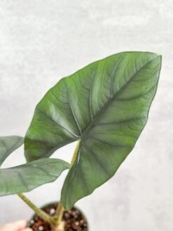 Alocasia Imperialis - Imperialis Elephant Ear - 4.5 Inch -Ed's plant shop alocasia imperialis imperialis elephant ear 45 inch 130397