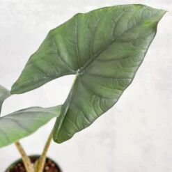 Alocasia Imperialis - Imperialis Elephant Ear - 4.5 Inch -Ed's plant shop alocasia imperialis imperialis elephant ear 45 inch 439589