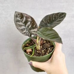 Alocasia Infernalis 'Kapit' - 4.5 Inch -Ed's plant shop alocasia infernalis kapit 45 inch 842680