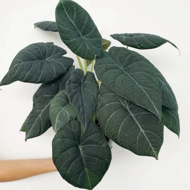 Alocasia Maharani - Grey Dragon Alocasia - 4.5 Inch 4 Alocasia Maharani - Grey Dragon Alocasia - 4.5 Inch - Image 2