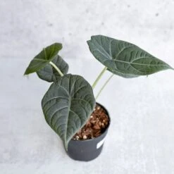 Alocasia Maharani - Grey Dragon Alocasia - 4.5 Inch 10 Alocasia Maharani - Grey Dragon Alocasia - 4.5 Inch -Ed's plant shop alocasia maharani grey dragon alocasia 45 inch 520811