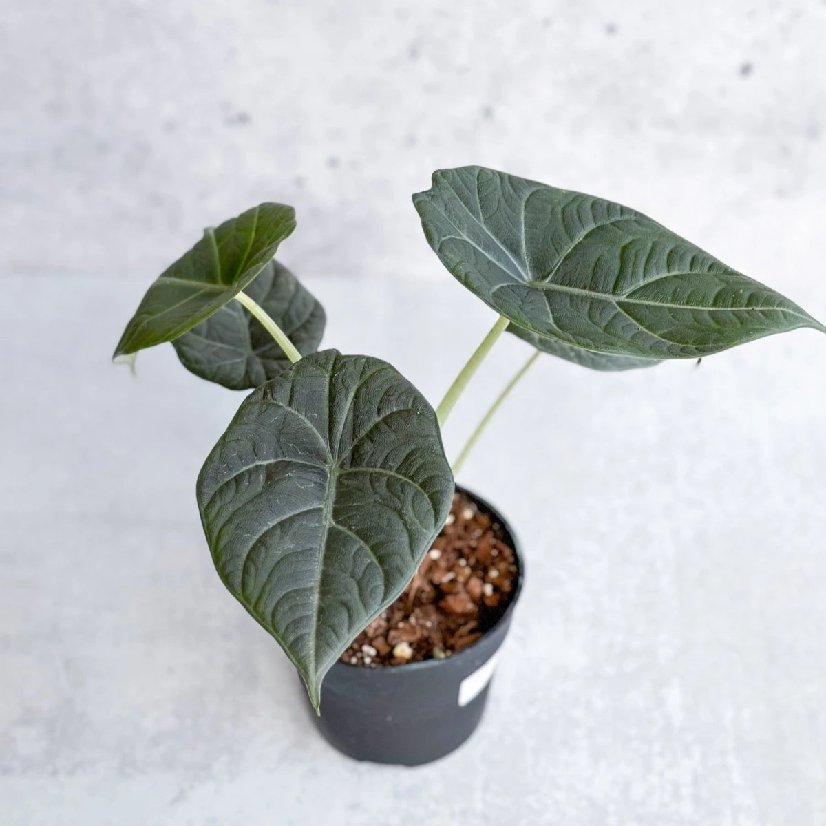 Alocasia Maharani - Grey Dragon Alocasia - 4.5 Inch 6 Alocasia Maharani - Grey Dragon Alocasia - 4.5 Inch - Image 4