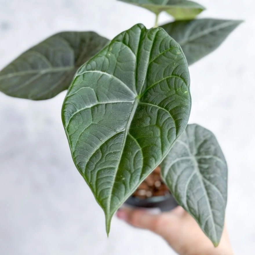 Alocasia Maharani - Grey Dragon Alocasia - 4.5 Inch 3 Alocasia Maharani - Grey Dragon Alocasia - 4.5 Inch