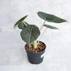 Alocasia Maharani - Grey Dragon Alocasia - 4.5 Inch 11 Alocasia Maharani - Grey Dragon Alocasia - 4.5 Inch -Ed's plant shop alocasia maharani grey dragon alocasia 45 inch 797761