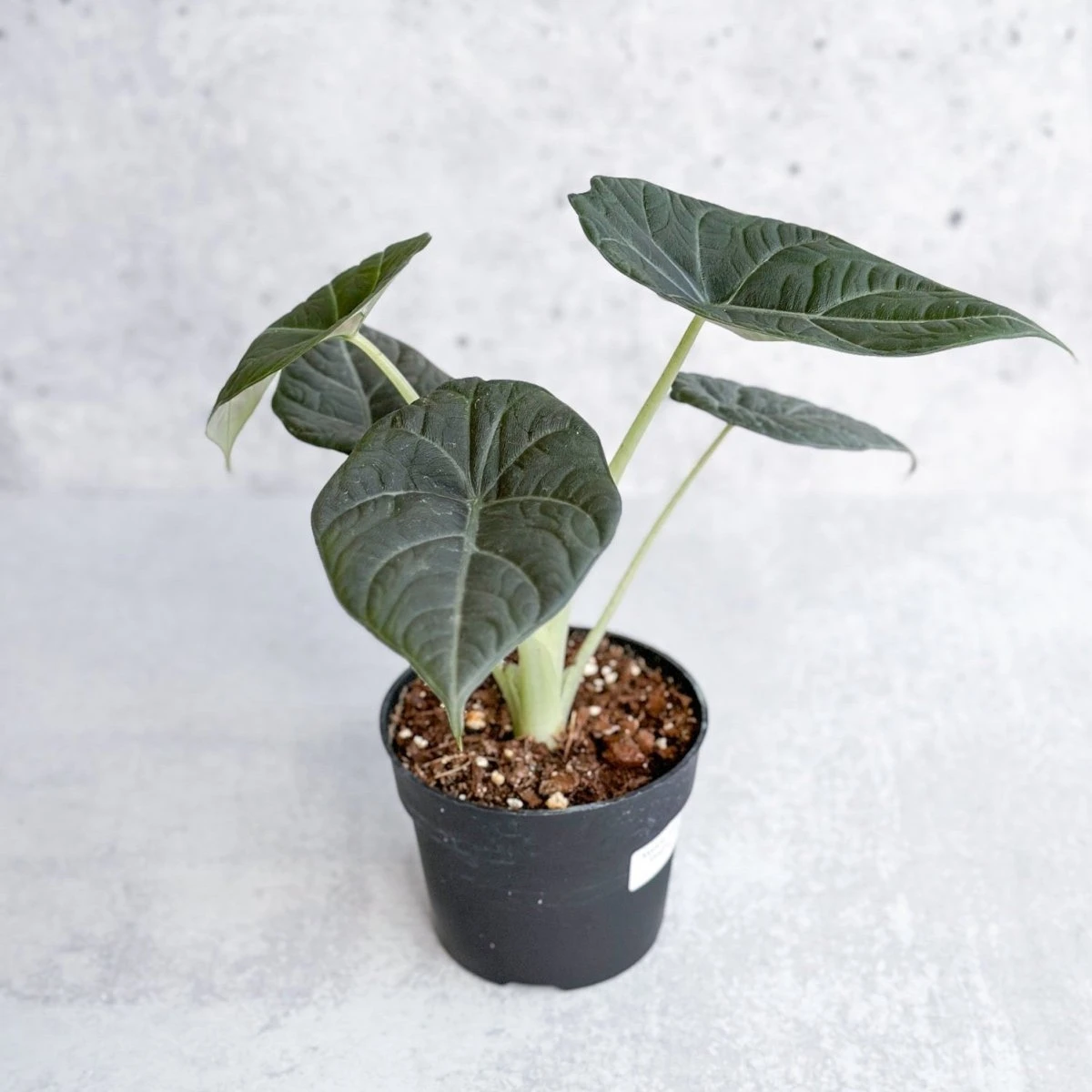Alocasia Maharani - Grey Dragon Alocasia - 4.5 Inch 7 Alocasia Maharani - Grey Dragon Alocasia - 4.5 Inch - Image 5