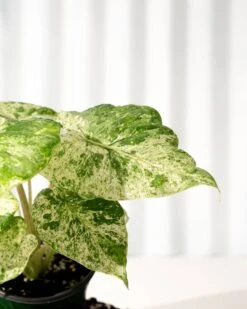 Alocasia ‘Odora Batik’ – Rare Elephant Ear With Batik Pattern -Ed's plant shop alocasia odora batik rare elephant ear with batik pattern 6663143