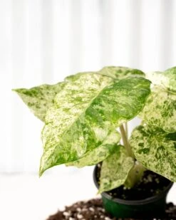 Alocasia ‘Odora Batik’ – Rare Elephant Ear With Batik Pattern -Ed's plant shop alocasia odora batik rare elephant ear with batik pattern 8300477