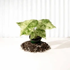 Alocasia ‘Odora Batik’ – Rare Elephant Ear With Batik Pattern -Ed's plant shop alocasia odora batik rare elephant ear with batik pattern 8752780