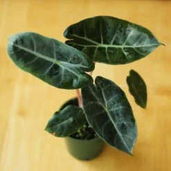 Alocasia Pink Dragon - 4 Inch -Ed's plant shop alocasia pink dragon 4 inch 141700