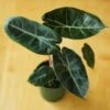 Alocasia Pink Dragon - 4 Inch