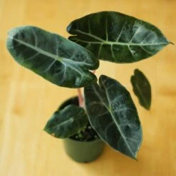 Alocasia Pink Dragon - 4 Inch