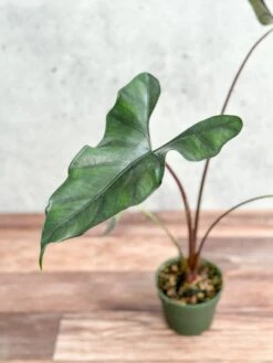 Alocasia Priceps 'Purple Cloak' - Purple Cloak Elephant Ear - 6 Inch -Ed's plant shop alocasia priceps purple cloak purple cloak elephant ear 6 inch 777730