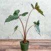 Alocasia Priceps 'Purple Cloak' - Purple Cloak Elephant Ear - 6 Inch 1 Alocasia Priceps 'Purple Cloak' - Purple Cloak Elephant Ear - 6 Inch -Ed's plant shop alocasia priceps purple cloak purple cloak elephant ear 6 inch 811913