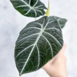 Alocasia Reginula 'Black Velvet' -Ed's plant shop alocasia reginula black velvet 45 inch 330861