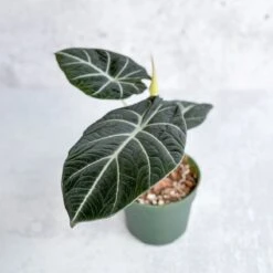 Alocasia Reginula 'Black Velvet' -Ed's plant shop alocasia reginula black velvet 45 inch 340217