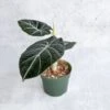 Alocasia Reginula 'Black Velvet' -Ed's plant shop alocasia reginula black velvet 45 inch 706158