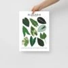 Alocasia Species ID Chart - Botanical Houseplant Art Print -Ed's plant shop alocasia species id chart botanical houseplant art print 120559