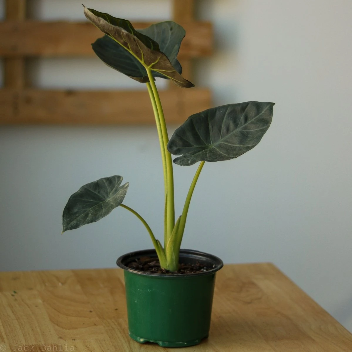 Alocasia X ‘Regal Shield’ - Regal Shield Alocasia 6 Alocasia X ‘Regal Shield’ - Regal Shield Alocasia - Image 4