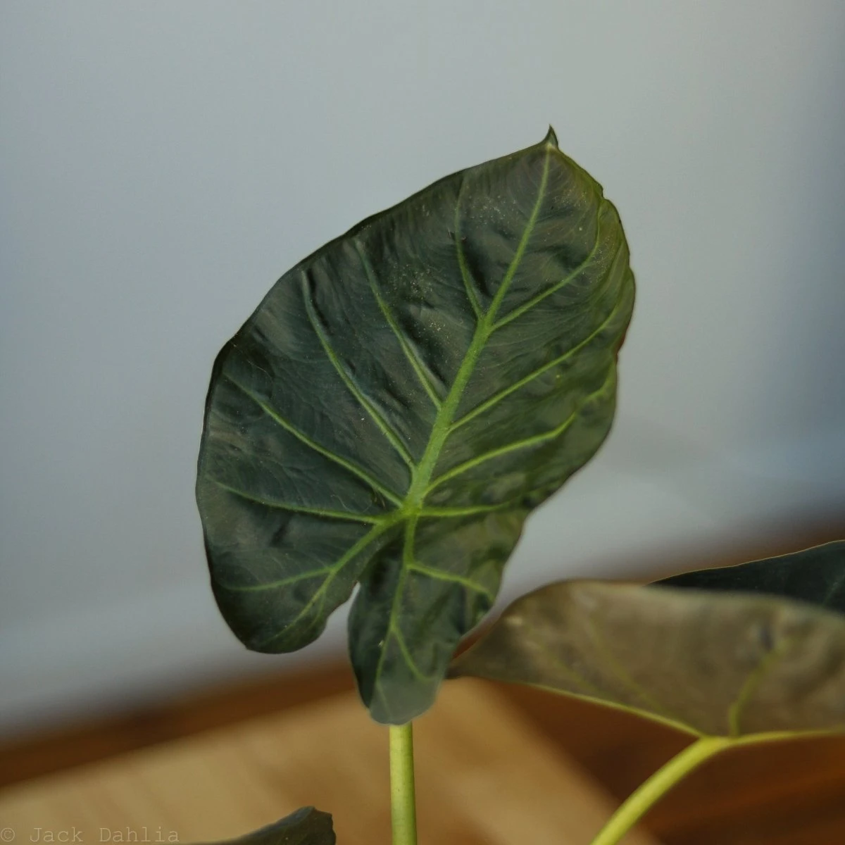 Alocasia X ‘Regal Shield’ - Regal Shield Alocasia 7 Alocasia X ‘Regal Shield’ - Regal Shield Alocasia - Image 5