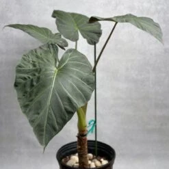 Alocasia X ‘Regal Shield’ - Regal Shield Alocasia 17 Alocasia X ‘Regal Shield’ - Regal Shield Alocasia -Ed's plant shop alocasia x regal shield regal shield alocasia 10 inch 769373