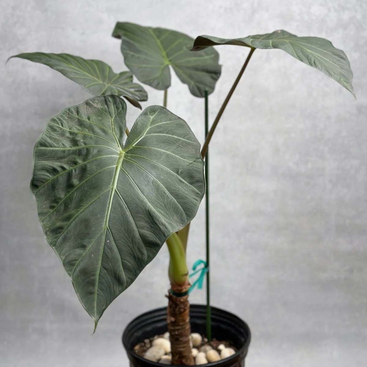Alocasia X ‘Regal Shield’ - Regal Shield Alocasia 10 Alocasia X ‘Regal Shield’ - Regal Shield Alocasia - Image 8