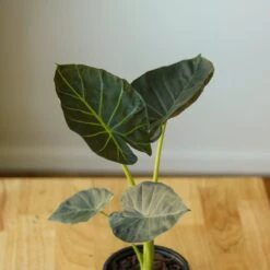 Alocasia X ‘Regal Shield’ - Regal Shield Alocasia 16 Alocasia X ‘Regal Shield’ - Regal Shield Alocasia -Ed's plant shop alocasia x regal shield regal shield alocasia 10 inch 911062