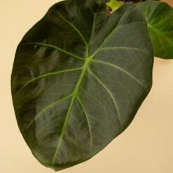 Alocasia X ‘Regal Shield’ - Regal Shield Alocasia 11 Alocasia X ‘Regal Shield’ - Regal Shield Alocasia -Ed's plant shop alocasia x regal shield regal shield alocasia 243998