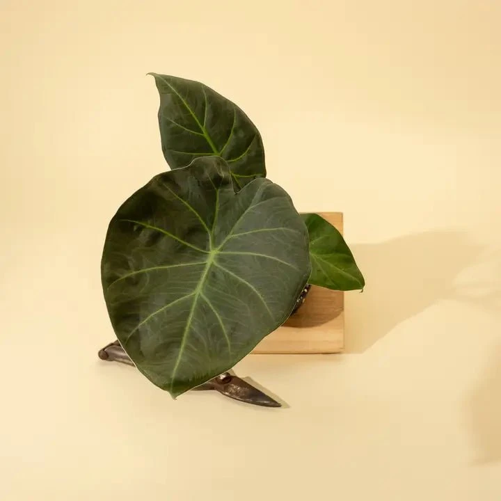 Alocasia X ‘Regal Shield’ - Regal Shield Alocasia 3 Alocasia X ‘Regal Shield’ - Regal Shield Alocasia