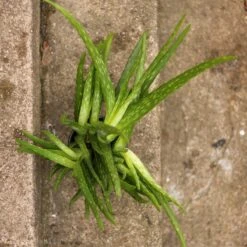 Aloe Barbadensis Miller 'Aloe Vera' -Ed's plant shop aloe barbadensis miller aloe vera 260799