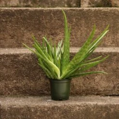 Aloe Barbadensis Miller 'Aloe Vera' -Ed's plant shop aloe barbadensis miller aloe vera 973621