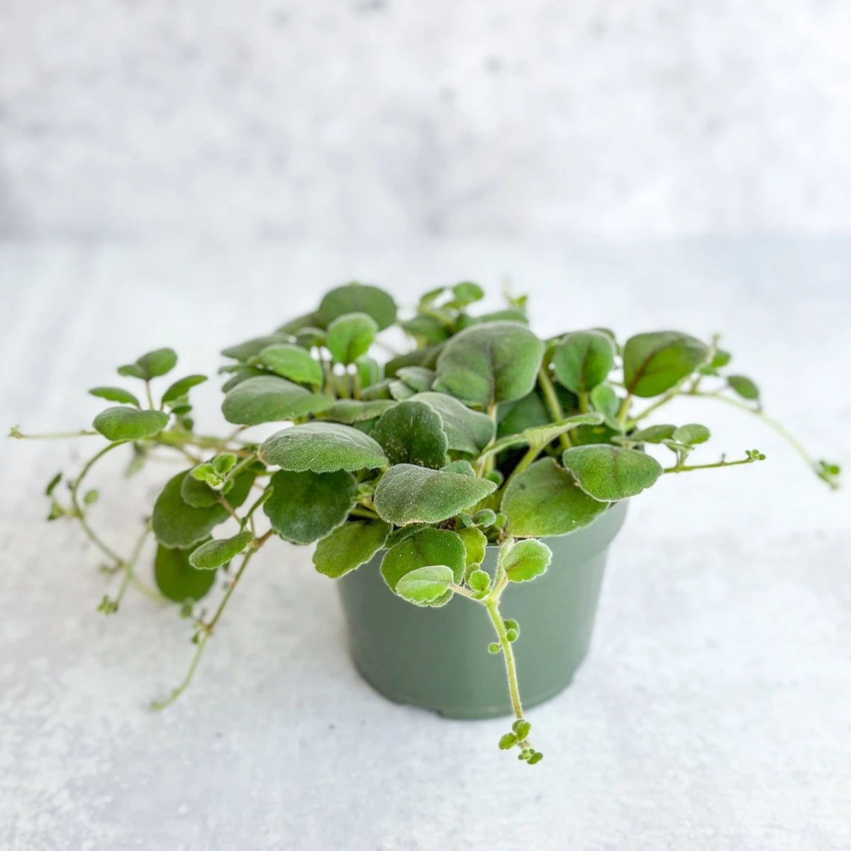 Alsobia Dianthiflora - Lace Flower 6 Alsobia Dianthiflora - Lace Flower - Image 4