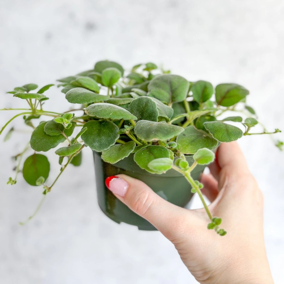Alsobia Dianthiflora - Lace Flower 5 Alsobia Dianthiflora - Lace Flower - Image 3