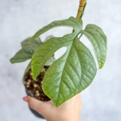 Amydrium Medium 'Silver Spiderman' - Silver Spiderman False Monstera - 4 Inch -Ed's plant shop amydrium medium silver spiderman silver spiderman false monstera 4 inch 112695