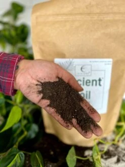 Ancient Soil - Premium Soil For Houseplants 17 Ancient Soil - Premium Soil For Houseplants -Ed's plant shop ancient soil premium soil for houseplants 413672