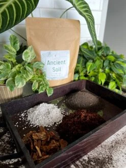 Ancient Soil - Premium Soil For Houseplants 19 Ancient Soil - Premium Soil For Houseplants -Ed's plant shop ancient soil premium soil for houseplants 614480