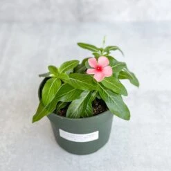 Annual Periwinkle - Upright Flowering Vinca Mix -Ed's plant shop annual periwinkle upright flowering vinca mix 300560