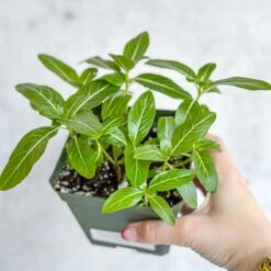 Annual Periwinkle - Upright Flowering Vinca Mix -Ed's plant shop annual periwinkle upright flowering vinca mix 385680