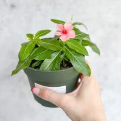 Annual Periwinkle - Upright Flowering Vinca Mix -Ed's plant shop annual periwinkle upright flowering vinca mix 466361