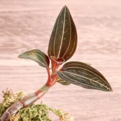 Anoectochilus Roxburghii - ‘Jewel Orchid’ -Ed's plant shop anoectochilus roxburghii jewel orchid 2 inch 620164