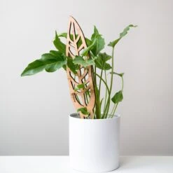 Anthrulla - Anthurium Inspired Plant Trellis -Ed's plant shop anthrulla anthurium inspired plant trellis 678254